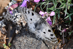 Parnassius phoebus