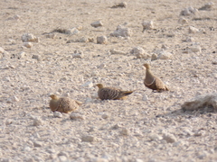 Pterocles namaqua