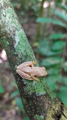 Dendropsophus microcephalus