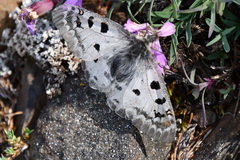 Parnassius phoebus