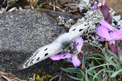 Parnassius phoebus