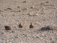 Pterocles namaqua