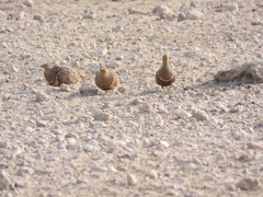 Pterocles namaqua