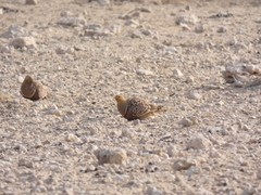 Pterocles namaqua