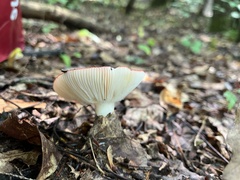Russula pulchra