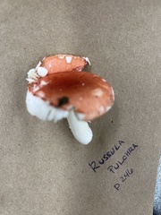 Russula pulchra