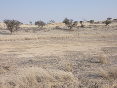 Struthio camelus australis