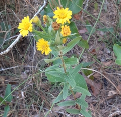 Chrysopsidinae