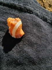 Turritriton labiosus