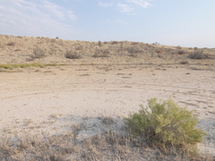 Hermannia burchellii