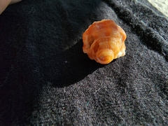 Turritriton labiosus