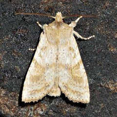 Lithophane bethunei