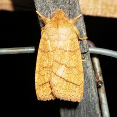 Pyreferra hesperidago