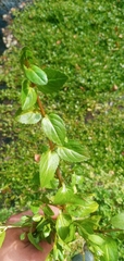 Plantaginaceae