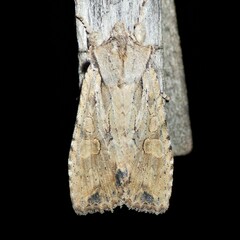 Lithophane disposita