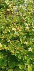 Plantaginaceae