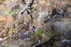 Dianthus repens