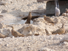 Streptopelia capicola damarensis