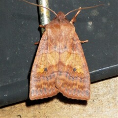 Eupsilia tristigmata