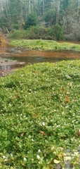 Plantaginaceae