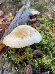 Amanita junquillea