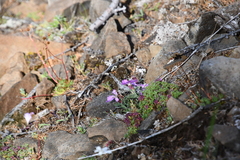 Dianthus repens