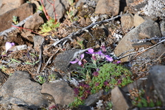 Dianthus repens