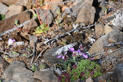 Dianthus repens