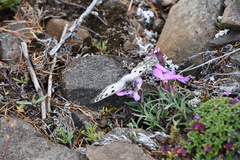 Dianthus repens