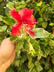 Hibiscus × archeri
