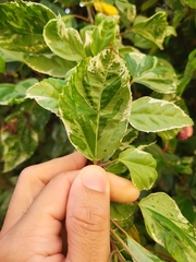 Hibiscus × archeri