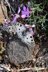 Dianthus repens