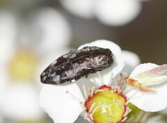 Diphucrania