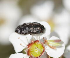 Diphucrania