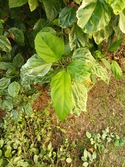 Hibiscus × archeri