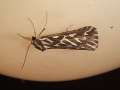 Argyrophora arcualis