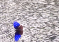 Euploea mulciber mulciber