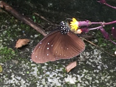 Euploea mulciber mulciber