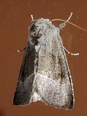 Papaipema nebris