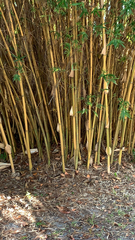Bambusa vulgaris