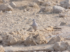 Streptopelia capicola damarensis
