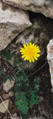 Sonchus tenerrimus