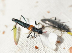 Oroderes humeralis