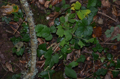 Metallus lanceolatus