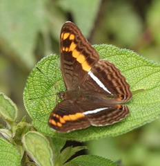 Adelpha olynthia