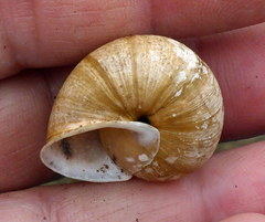 Helminthoglypta stiversiana