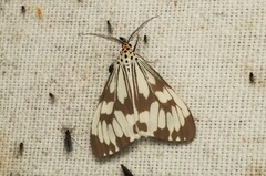 Nyctemera adversata