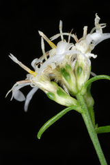 Sericocarpus linifolius