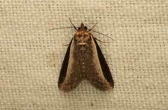 Lophoptera squammigera
