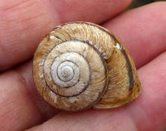 Helminthoglypta stiversiana